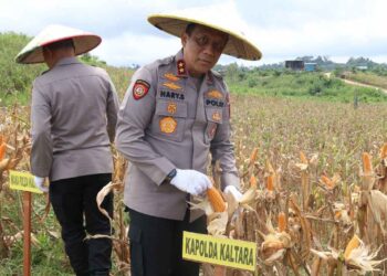 Kapolda Kaltara Hadiri Panen Raya Jagung Serentak di Desa Kelubir Wujud Komitmen Dukung Swasembada Pangan Nasional