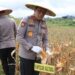 Kapolda Kaltara Hadiri Panen Raya Jagung Serentak di Desa Kelubir Wujud Komitmen Dukung Swasembada Pangan Nasional