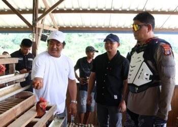 Dukung Ketahanan Pangan, Kapolda dan Wakapolda Kaltara Tinjau Budidaya Ayam Petelur di Desa Tanjung Agung