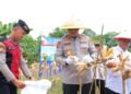 Wujudkan Swasembada, Kapolda Kaltara Pimpin Panen Raya Jagung Serentak di Tarakan