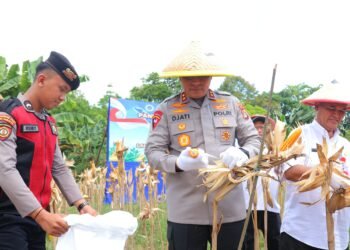 Wujudkan Swasembada, Kapolda Kaltara Pimpin Panen Raya Jagung Serentak di Tarakan