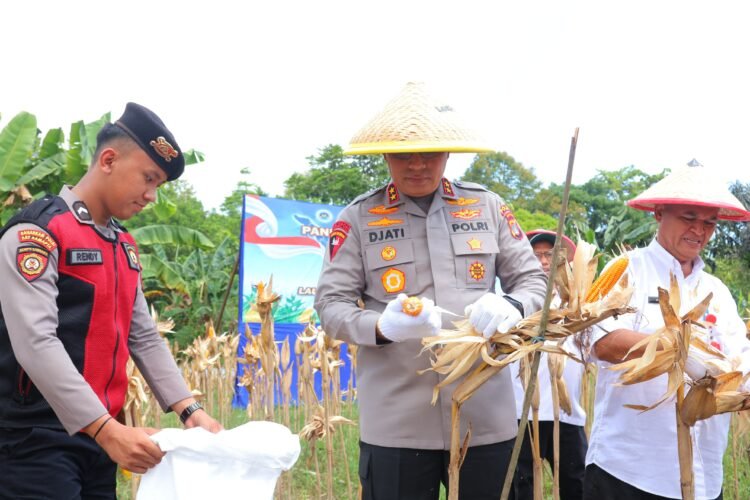 Wujudkan Swasembada, Kapolda Kaltara Pimpin Panen Raya Jagung Serentak di Tarakan