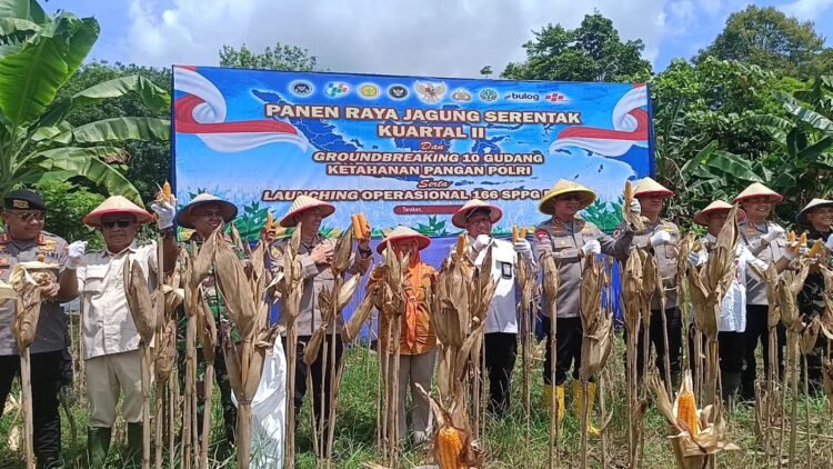 Panen raya jagung di Kelurahan Mamburungan Kota Tarakan.
